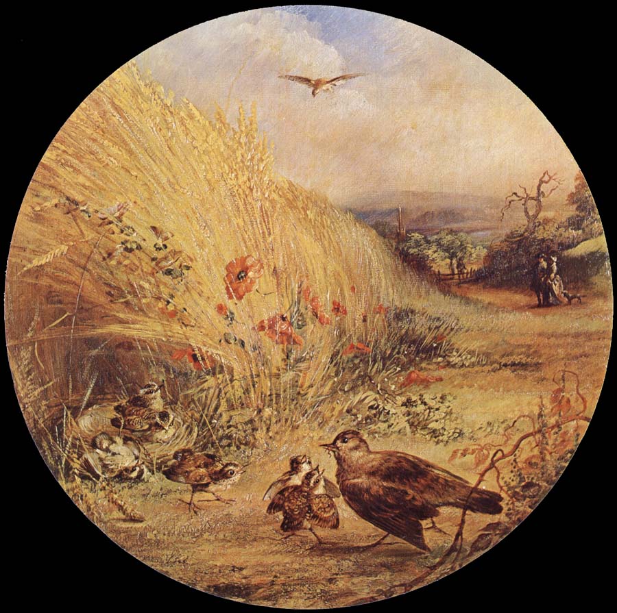 Wheatfield with bird-s nest